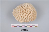 藏品(珊瑚化石)的圖片